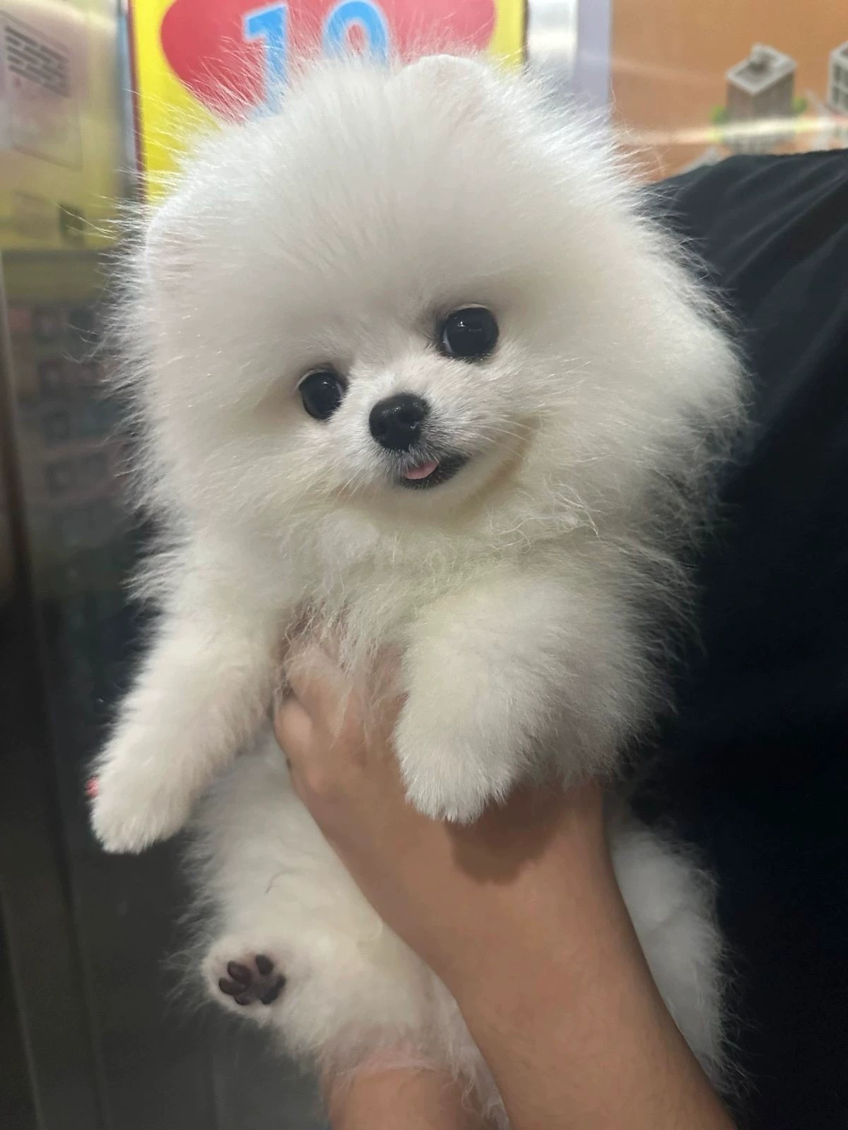 狗舍直销批发价格出售博美犬